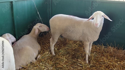 Virtemberg Breed Sheep in Enclosure at Animal Farm