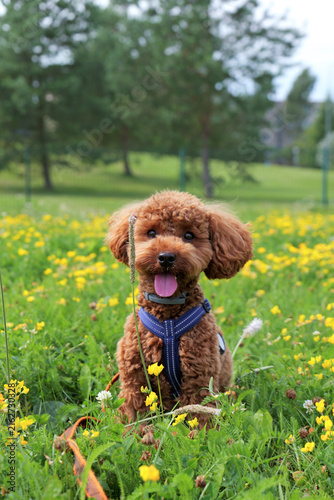 Toy poodle looking at the camera in a meadow