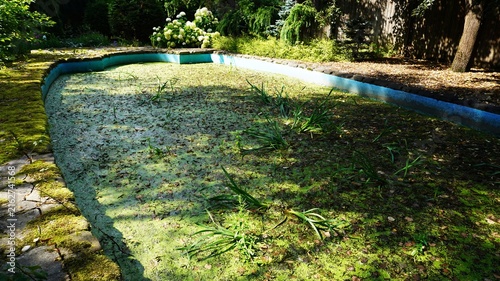 Obraz na płótnie Neglected garden pool with duckweed surface