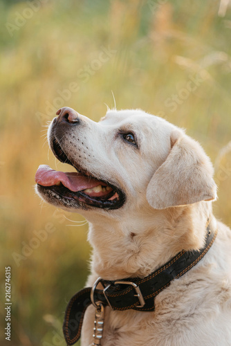 фотографія A beige Labrador dog on the street