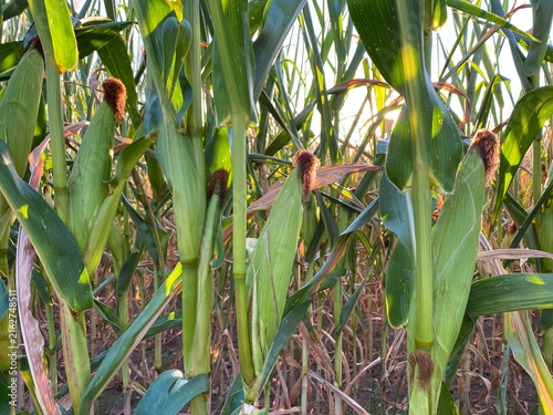 Green corn stalks with ripe cobs in a farm field on a sunny day