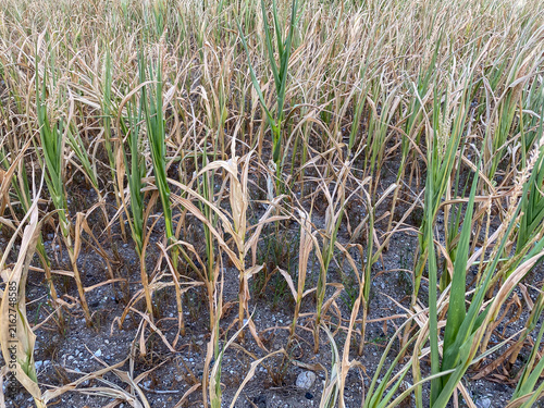 Dry corn stalk leaves in a drought-affected agricultural field
