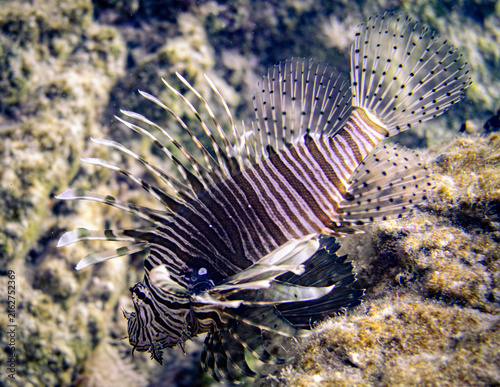 Fotografía lionfish