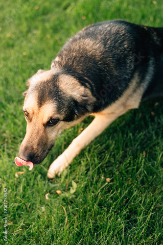 Fotografie A shepherd dog is lying on the grass