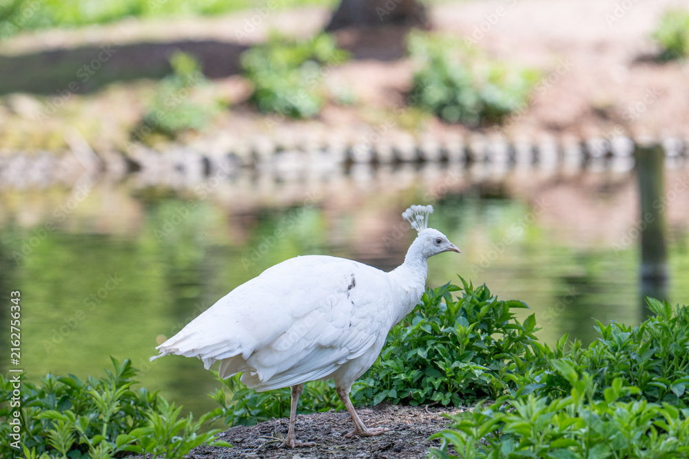 Obraz premium White peacock standing on a shrub beside a pond, surrounded by lush green vegetation. Elegant white plumage and distinctive crest against a softly blurred natural background