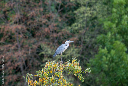 Obraz na plátně Grey heron standing on a tree branch surrounded by autumn foliage and green forest