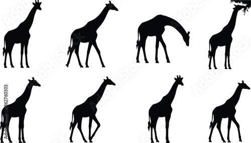 Giraffe silhouettes illustration showing standing, walking, bending, and feeding poses highlighting distinctive long necks and legs for educational use
