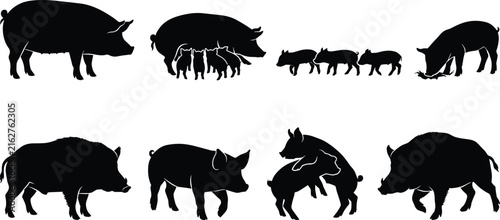 Pig silhouettes illustration featuring adult pigs, piglets, nursing sow, and social interaction poses for agricultural and educational design use