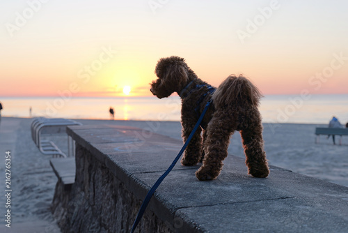 Toy poodle silhouette on a pier at sunset