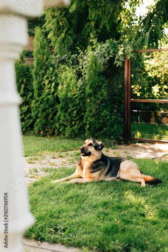 Fotografie A shepherd dog is lying on the grass