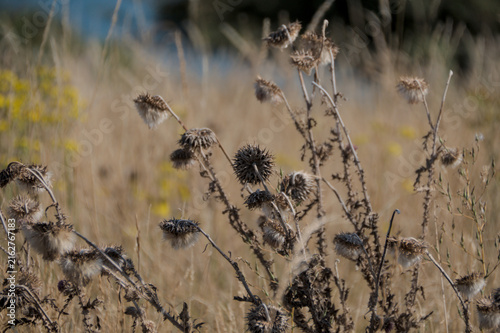 Photography Dried thistles close-up