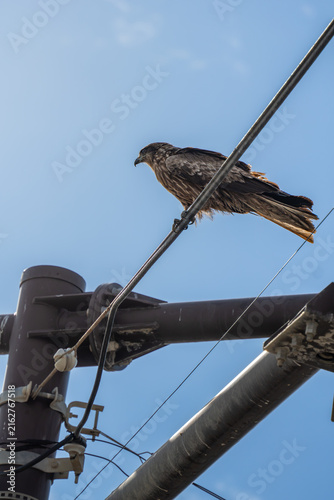 Falcon on an electrical pole