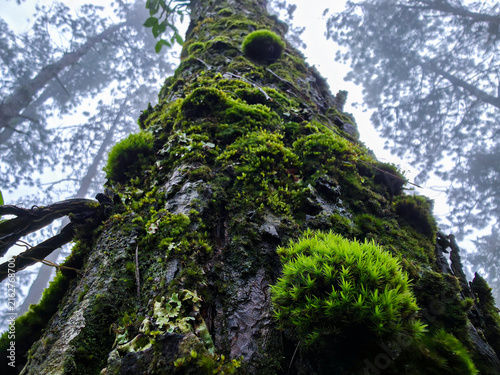 Fotografía Moss covered tree trunk rising through misty forest canopy with vivid green grow