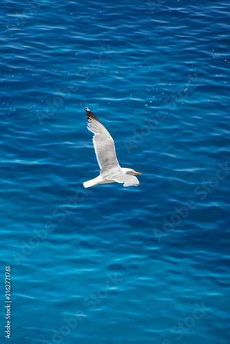 Single seagull flying over the deep blue mediterranean sea with gentle water ripples