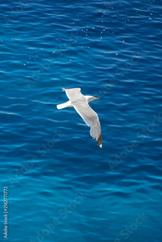 Single seagull flying over the deep blue mediterranean sea with gentle water ripples