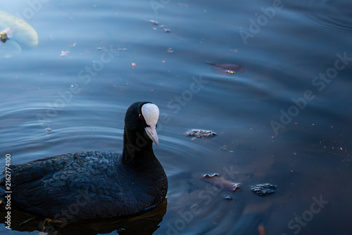 Black and White Duck