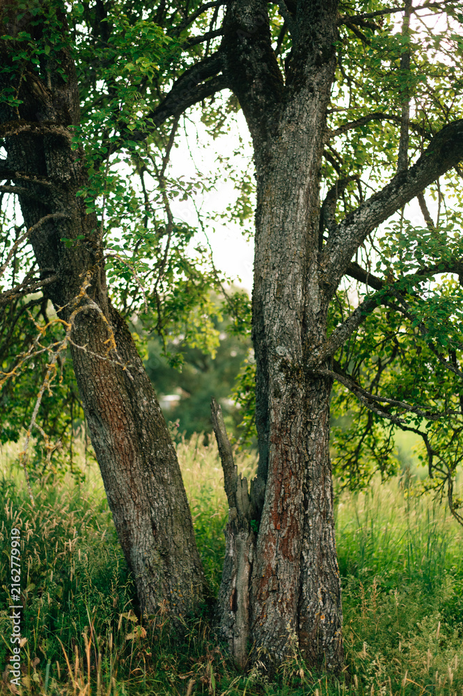 Fototapeta premium The trunk of an old pear tree