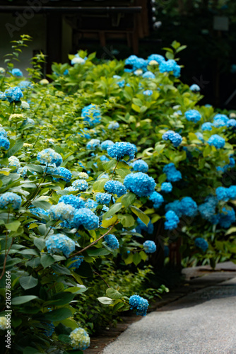 hydrangeas in Kamakura Meigetsuin Temple
