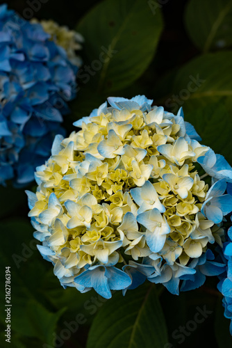 Hydrangea Blue white
