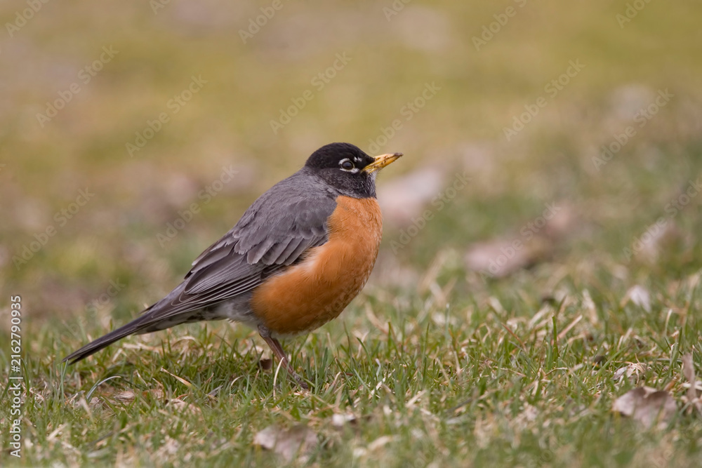 Fototapeta premium Male American Robin, Turdus migratorius, relaxing on the grass