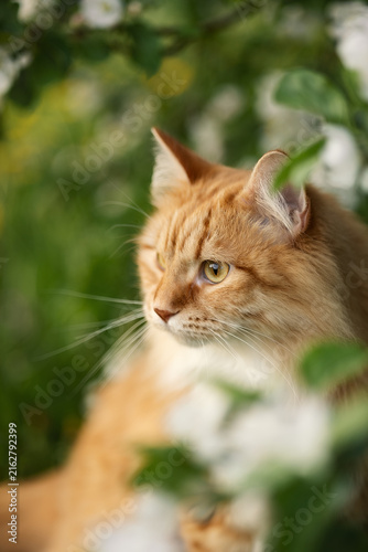 A photo of a ginger fluffy cat next to a blooming apple tree.