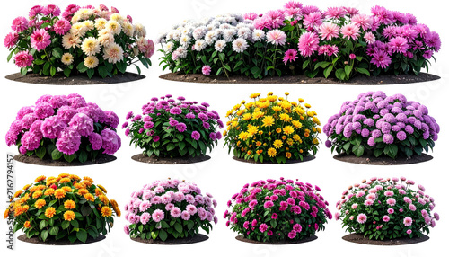 Assortment of vibrant dahlias in various colors, arranged in a row and individual clumps, set against a dark background