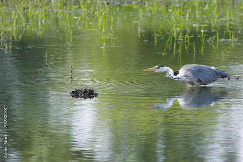 Quadro su tela A grey heron stalking its prey with its upper body hunched over; a grey heron hu