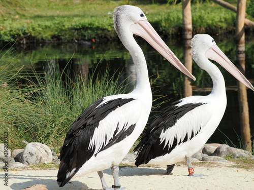 Australian pelicans in London