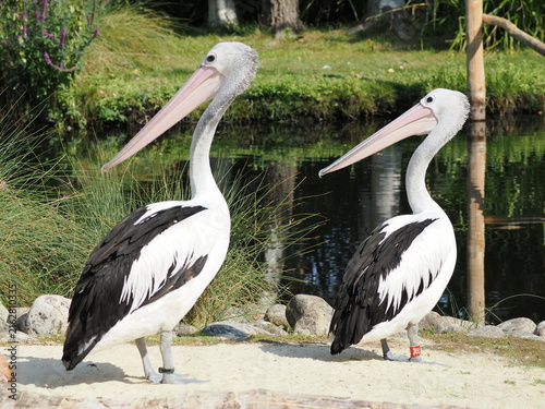 Australian pelicans in London