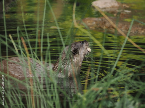 Asian small-clawed otter