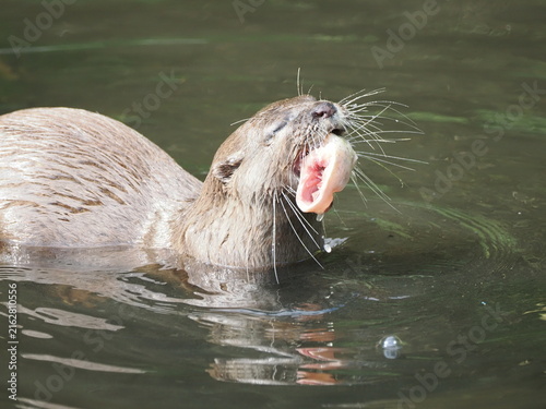 Asian small-clawed otter