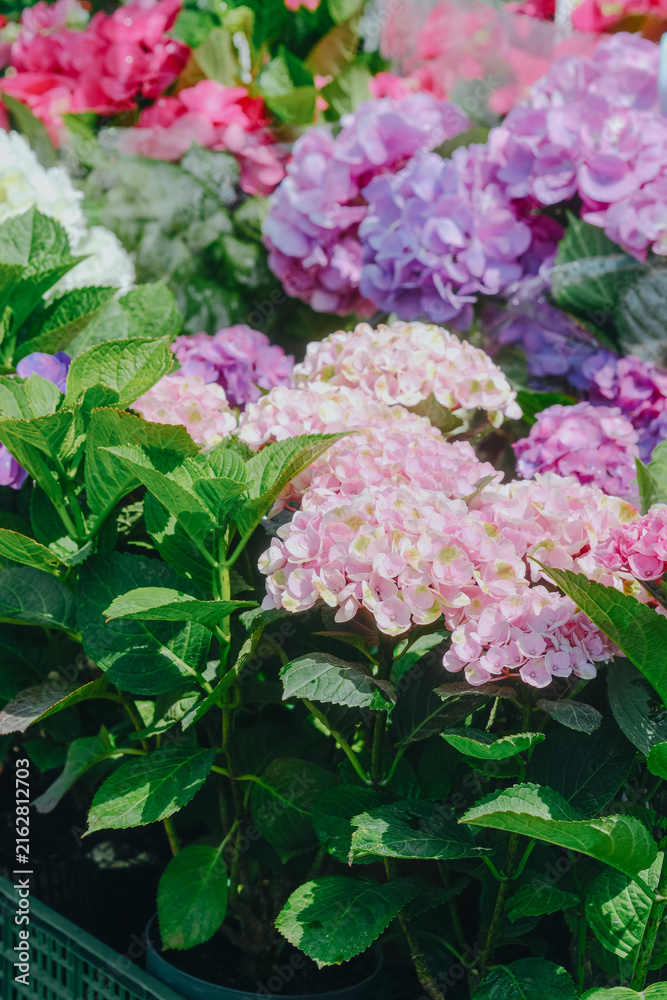 Fototapeta premium Potted Hydrangea macrophylla plants with pink and purple blooms