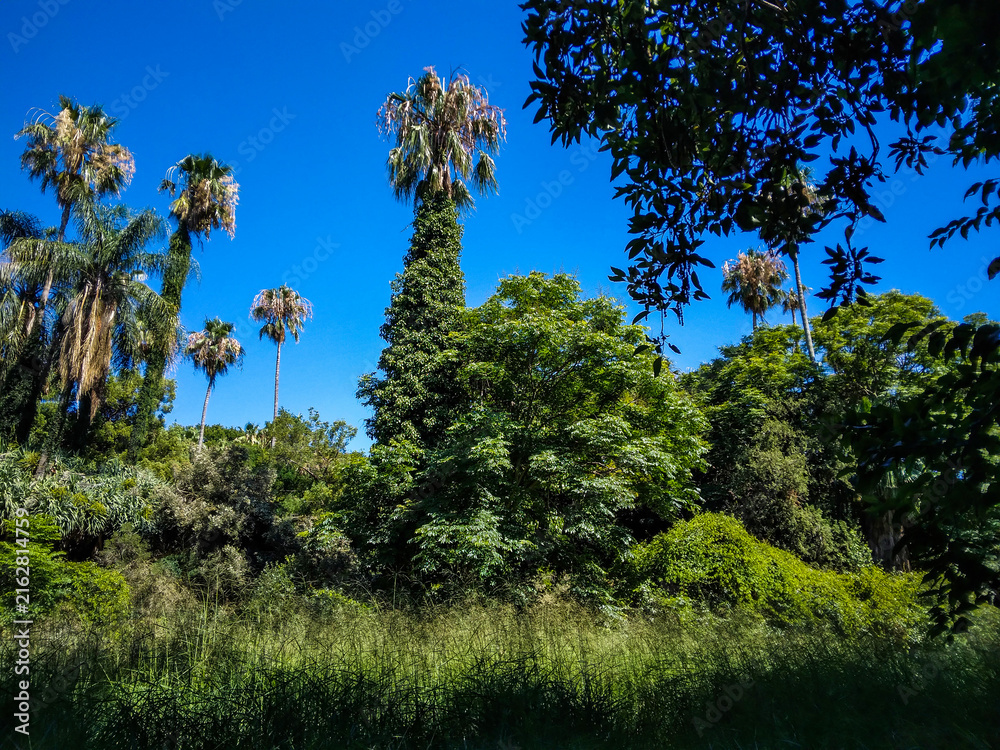 Fototapeta premium Tall palm trees surrounded by lush green foliage and dense tropical vegetation under a bright clear blue sky during a sunny day in the summer