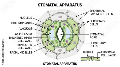 Stomatal apparatus detailed botanical diagram showing plant cell structure and guard cells