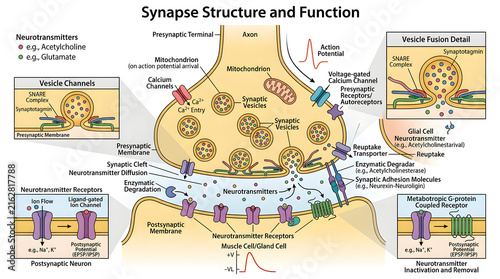 Synapse structure and function detailed scientific infographic highlighting neural