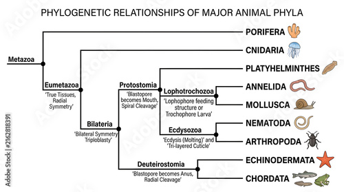 Phylogenetic relationships of major animal phyla educational diagram with phylogenetic