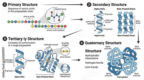 Protein structure levels infographic showing primary secondary tertiary and quaternary