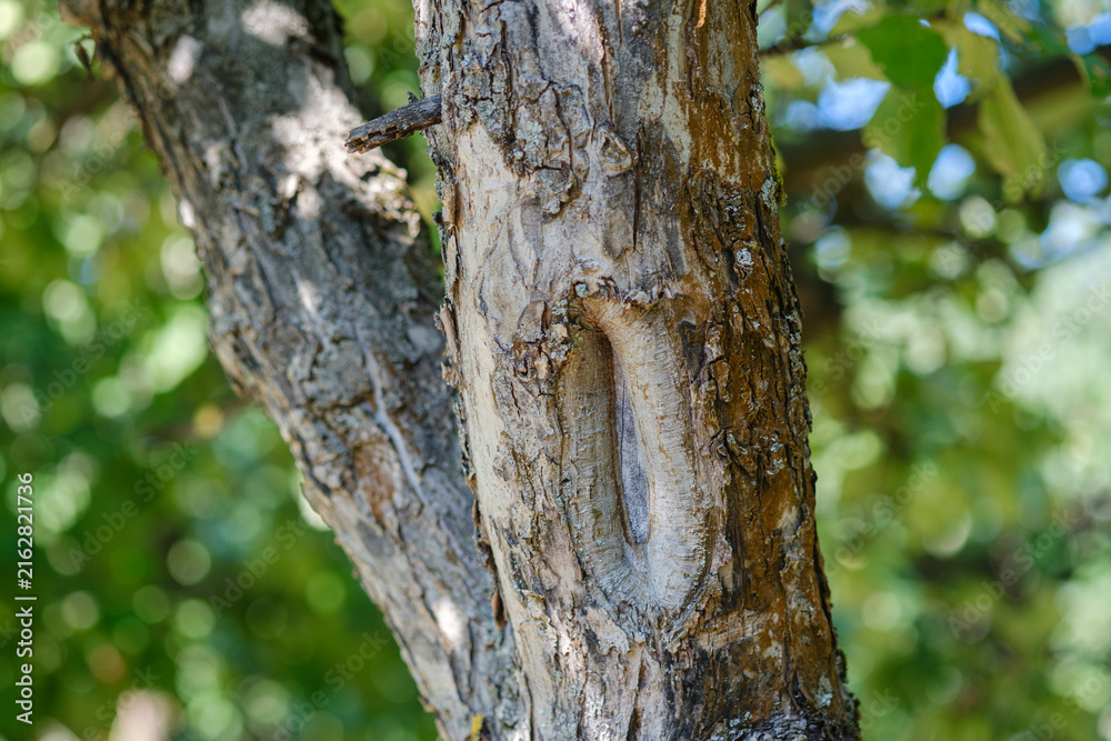 Obraz premium Close-up of aged tree bark with textured details and a natural opening in the trunk against a soft green background