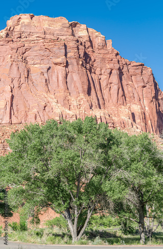 Vegetation and Rock Formation in Capitol Reef National Park, Utah, USA