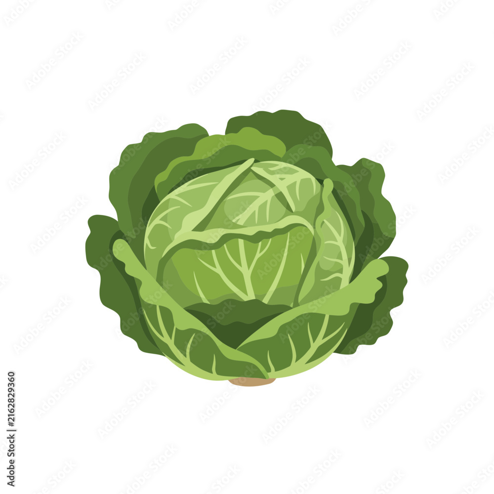 Obraz premium Fresh Green Cabbage Vector Illustration