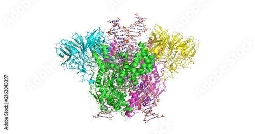 Konstfotografi Mouse RAG1-RAG2 signal-end complex (SEC) bound to DNA, critical for initiating V
