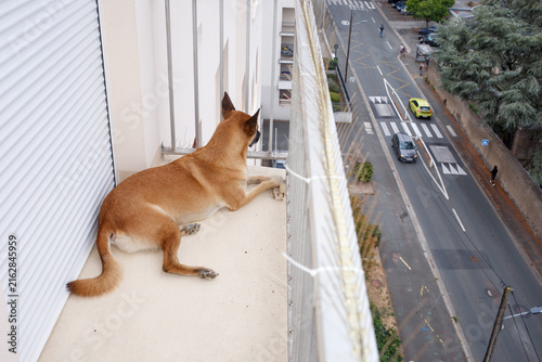 Canvas Print Malinois dog lies on balcony with soft focus overlooking street, great for pet care and real estate marketing