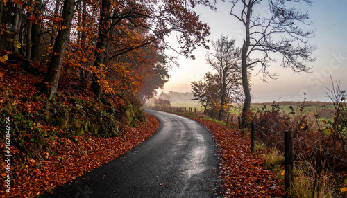 A windy road through the forest with autumn foliage at dawn. Ai