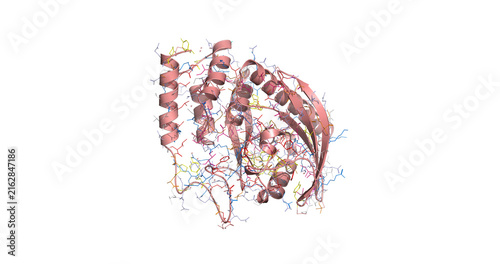 Bild auf Leinwand Yersinia (the Black Death/plague) protein tyrosine phosphatase (Yop51 catalytic
