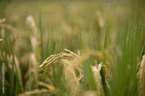 Foto A golden rice panicle bends amid green stalks, edges weathered, blurred leaves and paddy fields in Sanxing, Yilan, evoking Taiwan's sustainable farming