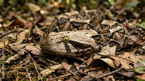 Rattlesnake Defensive