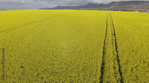 Aerial of bright yellow fields, canola
