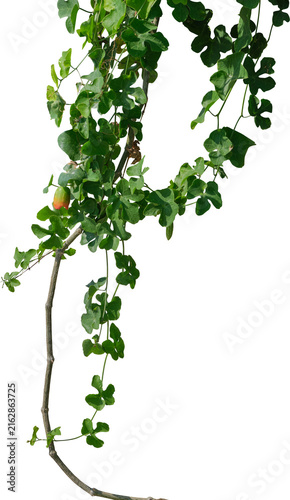 Vine plant, Branch creeper leaf green, Liana tropical nature.