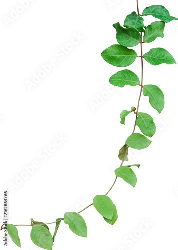 Vine plant and leaves, This climbing plant thrives in nature isolated on white background. Have clipping path.