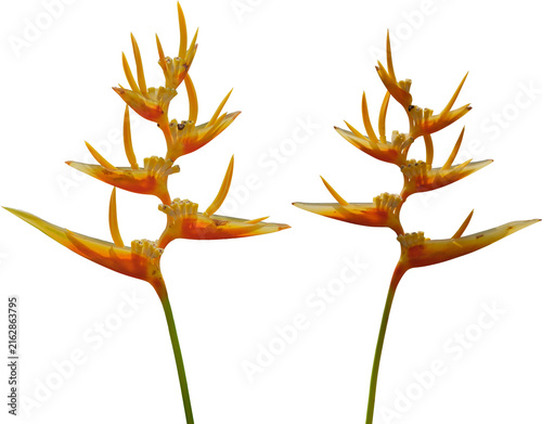 Heliconia psittacorum flower